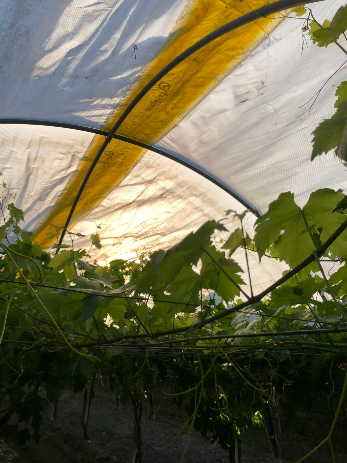 IMG-20250109-WA0017