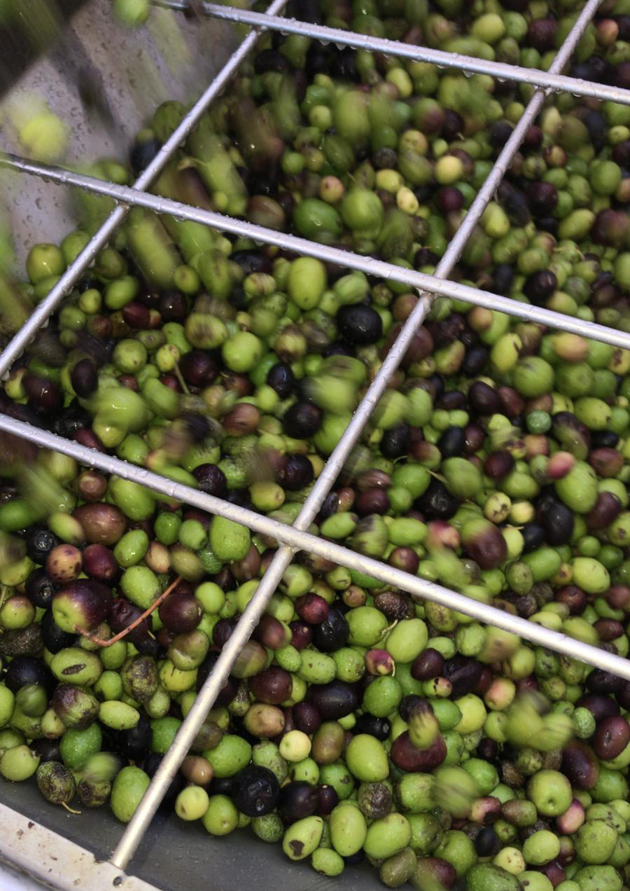 olive-verticale