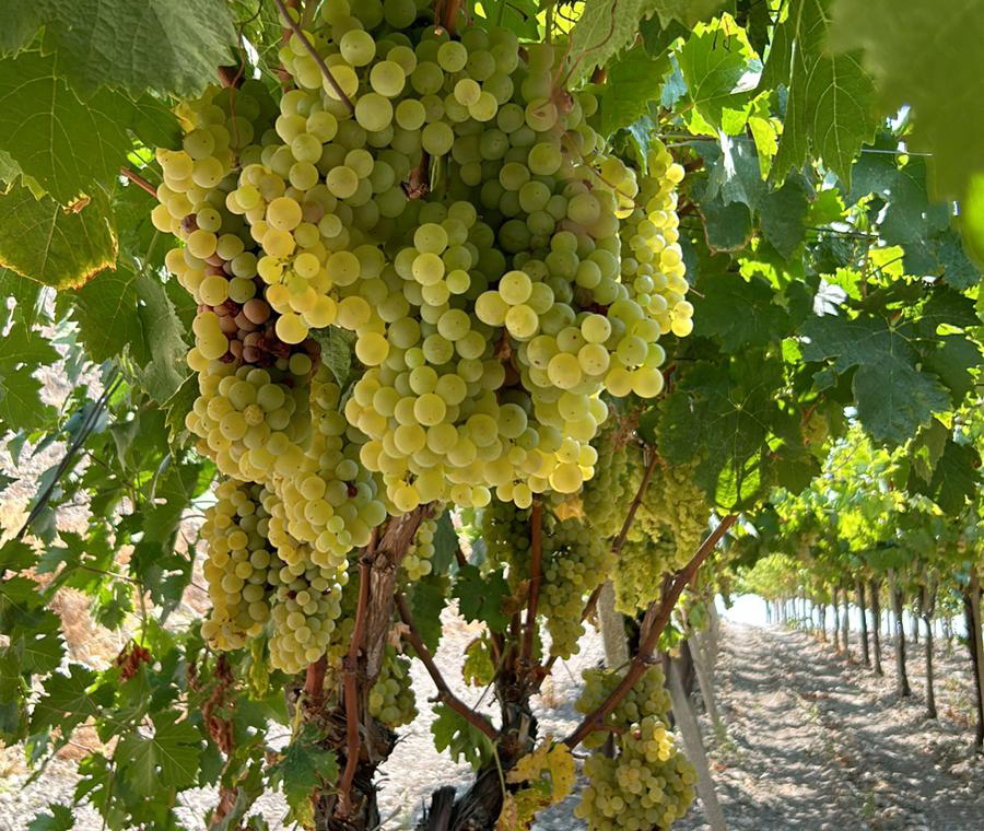 trebbiano